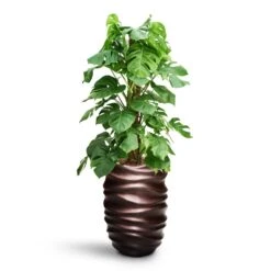 Monstera Deliciosa - Moss Pole - HydroCare -Indoor Plants Store Monstera deliciosa Moss Pole HydroCare Gradient Lee Partner Planter Matt Coffee