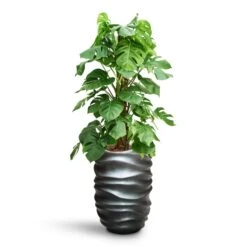 Monstera Deliciosa - Moss Pole - HydroCare -Indoor Plants Store Monstera deliciosa Moss Pole HydroCare Gradient Lee Partner Planter Matt Grey