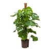Monstera Deliciosa - Moss Pole - HydroCare 2 Monstera Deliciosa - Moss Pole - HydroCare -Indoor Plants Store Monstera deliciosa Moss Pole Hydroculture Indoor Plant