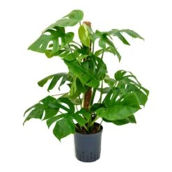 Monstera Deliciosa - Moss Pole - HydroCare -Indoor Plants Store Monstera deliciosa Moss Pole Indoor Plant Hydroculture 18 19x90cm