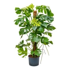Monstera Deliciosa - Moss Pole - HydroCare -Indoor Plants Store Monstera deliciosa Moss Pole Indoor Plant Hydroculture 25 19x130cm