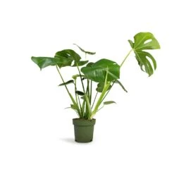 Monstera Deliciosa - Swiss Cheese Plant 40 Monstera Deliciosa - Swiss Cheese Plant -Indoor Plants Store Monstera deliciosa Swiss Cheese Plant 17x60cm