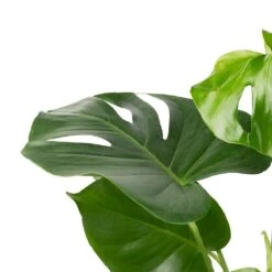 Monstera Deliciosa - Swiss Cheese Plant 25 Monstera Deliciosa - Swiss Cheese Plant -Indoor Plants Store Monstera deliciosa Swiss Cheese Plant 17x65cm 2