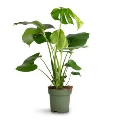 Monstera Deliciosa - Swiss Cheese Plant 24 Monstera Deliciosa - Swiss Cheese Plant -Indoor Plants Store Monstera deliciosa Swiss Cheese Plant 17x65cm