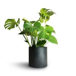 Puk Natural Planter - Matt Black 13 Puk Natural Planter - Matt Black -Indoor Plants Store Monstera deliciosa Swiss Cheese Plant 21x70cm Puk Natural Planter Matt Black 25x25cm