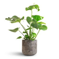 Monstera Deliciosa - Swiss Cheese Plant 29 Monstera Deliciosa - Swiss Cheese Plant -Indoor Plants Store Monstera deliciosa Swiss Cheese Plant 21x70cm Saar Plant Pot Earth Cement 26x25cm