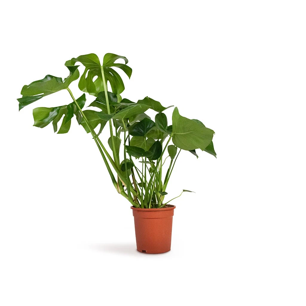 Monstera Deliciosa - Swiss Cheese Plant 20 Monstera Deliciosa - Swiss Cheese Plant - Image 18