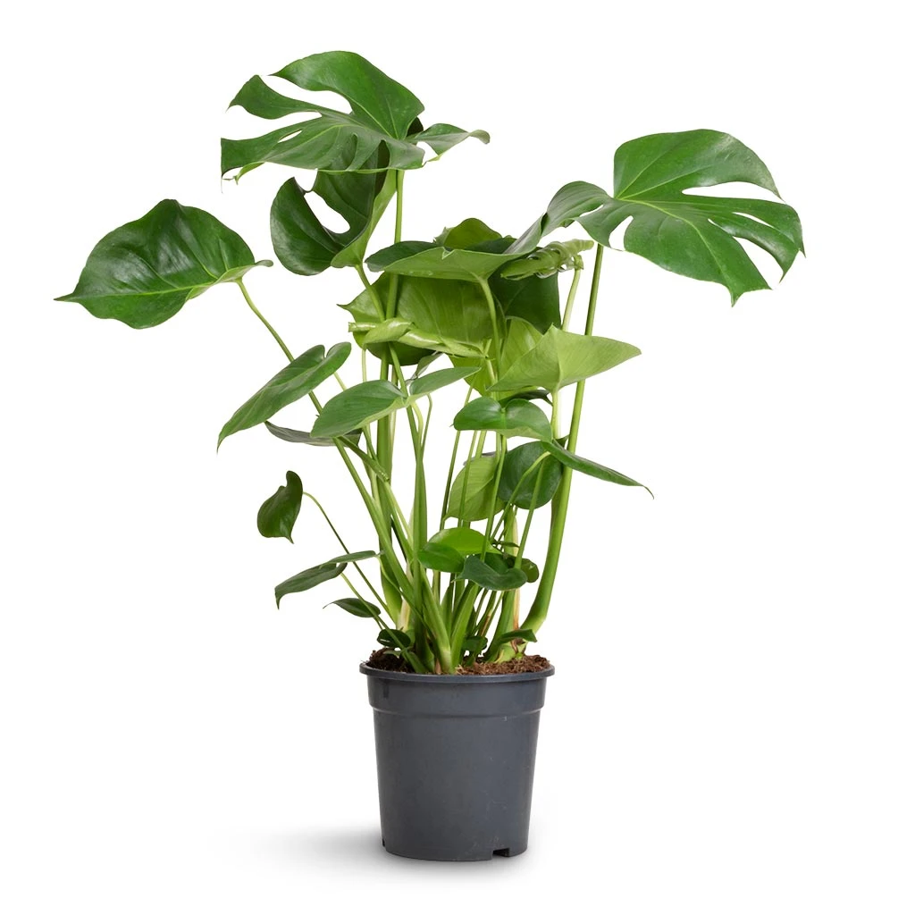 Monstera Deliciosa - Swiss Cheese Plant 11 Monstera Deliciosa - Swiss Cheese Plant - Image 9