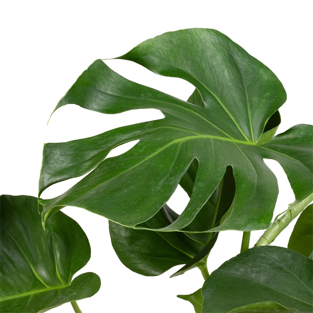 Monstera Deliciosa - Swiss Cheese Plant 4 Monstera Deliciosa - Swiss Cheese Plant - Image 2