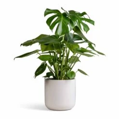 Monstera Deliciosa - Swiss Cheese Plant 31 Monstera Deliciosa - Swiss Cheese Plant -Indoor Plants Store Monstera deliciosa Swiss Cheese Plant 21x80cm Lisbon Plant Pot White 24x24cm 003985f8 7835 44e5 8d30 2cf17d2facce