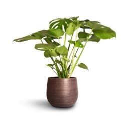 Lydia Plant Pot - Shiny Purple -Indoor Plants Store Monstera deliciosa Swiss Cheese Plant 21x80cm Lydia Plant Pot Shiny Purple 26x26cm