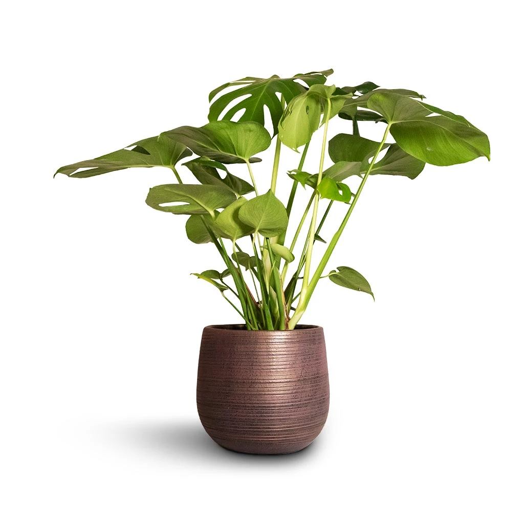 Monstera Deliciosa - Swiss Cheese Plant 8 Monstera Deliciosa - Swiss Cheese Plant - Image 6