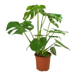 Monstera Deliciosa - Swiss Cheese Plant 41 Monstera Deliciosa - Swiss Cheese Plant -Indoor Plants Store Monstera deliciosa Swiss Cheese Plant