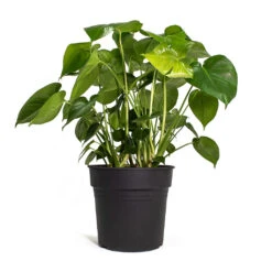 Monstera Deliciosa - Swiss Cheese Plant 32 Monstera Deliciosa - Swiss Cheese Plant -Indoor Plants Store Monstera deliciosa Swiss Cheese Plant 30cm