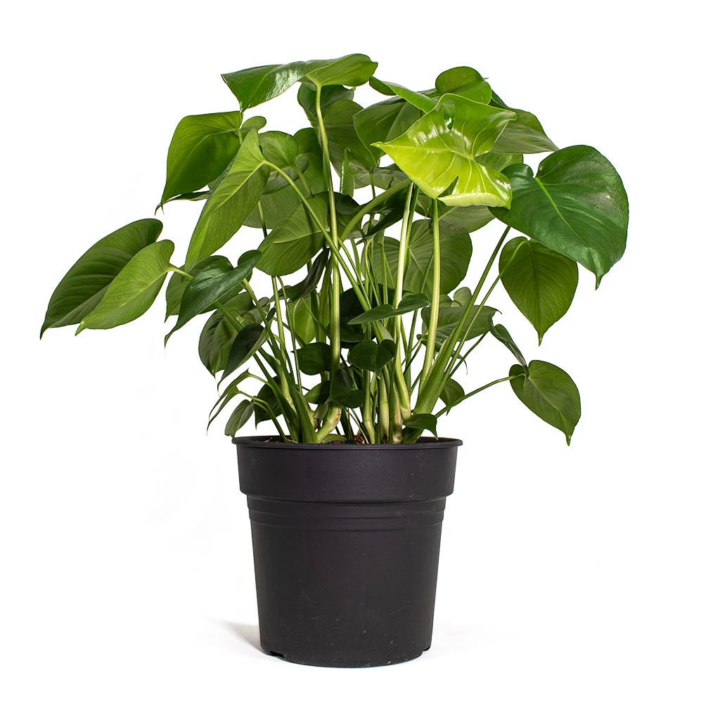 Monstera Deliciosa - Swiss Cheese Plant 13 Monstera Deliciosa - Swiss Cheese Plant - Image 11