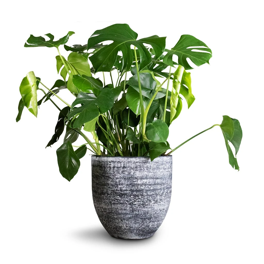 Monstera Deliciosa - Swiss Cheese Plant 3 Monstera Deliciosa - Swiss Cheese Plant