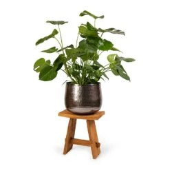 Monstera Deliciosa - Swiss Cheese Plant 33 Monstera Deliciosa - Swiss Cheese Plant -Indoor Plants Store Monstera deliciosa Swiss Cheese Plant 30x80cm Jenna Metal Plant Pots Set3 Lead 9154eb5d d5a4 43f1 a3a5 6238707d9c6d