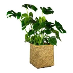 Kobe Bamboo Planter 29 Kobe Bamboo Planter -Indoor Plants Store Monstera deliciosa Swiss Cheese Plant Kobe Bamboo Planter plant pot 765e3818 43e1 4b9d 9b03 2092a9d1c5a8