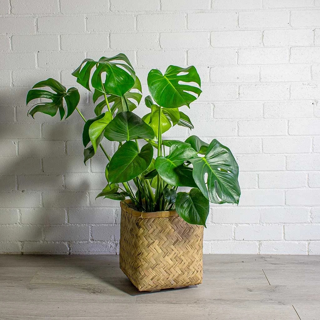 Monstera Deliciosa - Swiss Cheese Plant 16 Monstera Deliciosa - Swiss Cheese Plant - Image 14