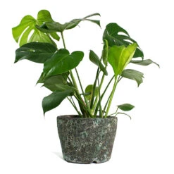 Monstera Deliciosa - Swiss Cheese Plant 38 Monstera Deliciosa - Swiss Cheese Plant -Indoor Plants Store Monstera deliciosa Swiss Cheese Plant Lava Couple Straight Relic Planter Jade e10d5cdf 9ed7 4c96 9da4 a09fccb68194