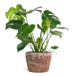 Monstera Deliciosa - Swiss Cheese Plant 36 Monstera Deliciosa - Swiss Cheese Plant -Indoor Plants Store Monstera deliciosa Swiss Cheese Plant Lava Couple Straight Relic Planter Pink 1c570f30 76d0 4e5f 8efc e6db177ddf6c