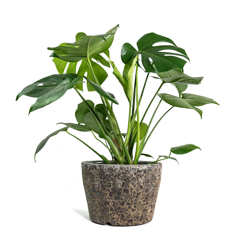 Monstera Deliciosa - Swiss Cheese Plant 18 Monstera Deliciosa - Swiss Cheese Plant - Image 16