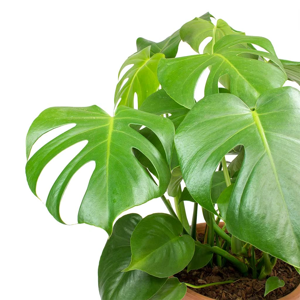 Monstera Deliciosa - Swiss Cheese Plant 7 Monstera Deliciosa - Swiss Cheese Plant - Image 5
