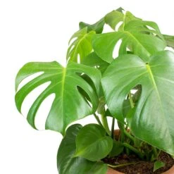 Monstera Deliciosa - Moss Pole - HydroCare -Indoor Plants Store Monstera deliciosa Swiss Cheese Plant Leaves b8e99950 1f87 4732 936f d5030097bfc4