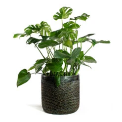 Luxe Lite Layer Cylinder Planter - Bronze -Indoor Plants Store Monstera deliciosa Swiss Cheese Plant Luxe Lite Layer Cylinder Planter Bronze