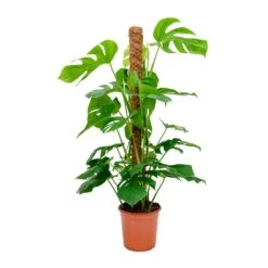 Monstera Deliciosa - Swiss Cheese Plant - Moss Pole 19 Monstera Deliciosa - Swiss Cheese Plant - Moss Pole -Indoor Plants Store Monstera deliciosa Swiss Cheese Plant Moss Pole