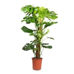 Monstera Deliciosa - Swiss Cheese Plant - Moss Pole 16 Monstera Deliciosa - Swiss Cheese Plant - Moss Pole -Indoor Plants Store Monstera deliciosa Swiss Cheese Plant Moss Pole 24x110cm
