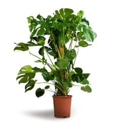 Monstera Deliciosa - Swiss Cheese Plant - Moss Pole 14 Monstera Deliciosa - Swiss Cheese Plant - Moss Pole -Indoor Plants Store Monstera deliciosa Swiss Cheese Plant Moss Pole 27x120cm 1