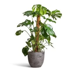 Monstera Deliciosa - Swiss Cheese Plant - Moss Pole 18 Monstera Deliciosa - Swiss Cheese Plant - Moss Pole -Indoor Plants Store Monstera deliciosa Swiss Cheese Plant Moss Pole 27x120cm Bola Artstone Plant Pot Grey 38x33cm 2