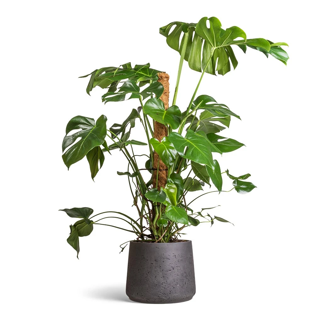 Monstera Deliciosa - Swiss Cheese Plant - Moss Pole 8 Monstera Deliciosa - Swiss Cheese Plant - Moss Pole - Image 6