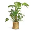 Monstera Deliciosa - Swiss Cheese Plant - Moss Pole -Indoor Plants Store Monstera deliciosa Swiss Cheese Plant Moss Pole 27x120cm Zayn Bamboo Planter 31.5x33cm 2