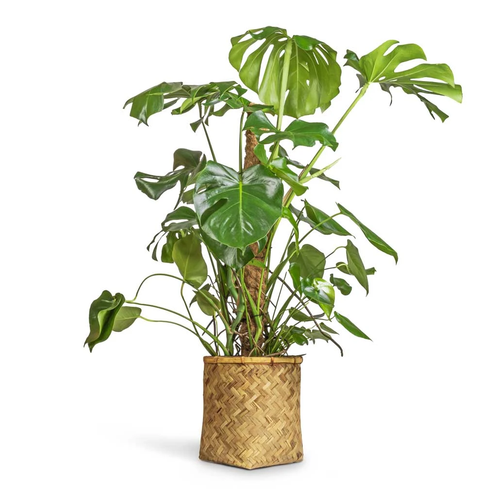 Monstera Deliciosa - Swiss Cheese Plant - Moss Pole 3 Monstera Deliciosa - Swiss Cheese Plant - Moss Pole