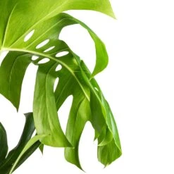 Monstera Deliciosa - Swiss Cheese Plant - Moss Pole 15 Monstera Deliciosa - Swiss Cheese Plant - Moss Pole -Indoor Plants Store Monstera deliciosa Swiss Cheese Plant Moss Pole Swatch