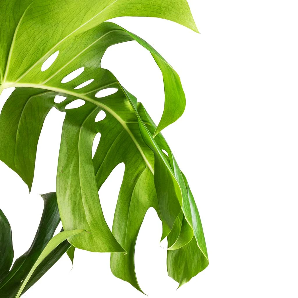 Monstera Deliciosa - Swiss Cheese Plant - Moss Pole 6 Monstera Deliciosa - Swiss Cheese Plant - Moss Pole - Image 4