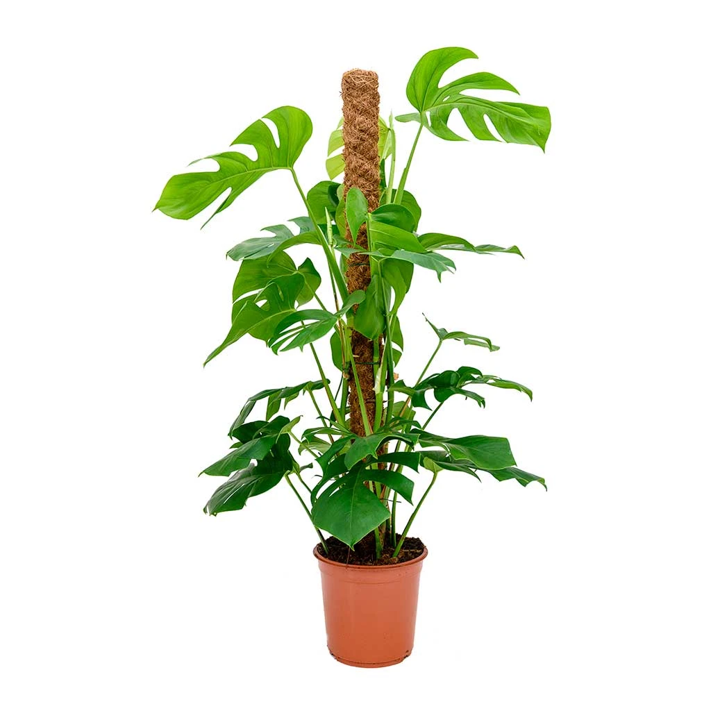 Monstera Deliciosa - Swiss Cheese Plant - Moss Pole 10 Monstera Deliciosa - Swiss Cheese Plant - Moss Pole - Image 8