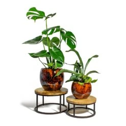 Kae Plant Pot - Cayenne -Indoor Plants Store Monstera deliciosa Swiss Cheese Plant Platycerium bifurcatum Common Staghorn Fern kae cayenne plant pot lois stand
