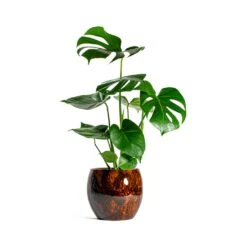 Monstera Deliciosa - Swiss Cheese Plant 28 Monstera Deliciosa - Swiss Cheese Plant -Indoor Plants Store Monstera deliciosa Swiss Cheese Plant kae cayenne plant pot