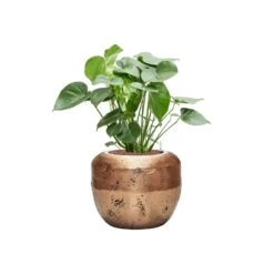 Opus Raw Couple Planter - Gold -Indoor Plants Store Monsteradeliciosa Hydroculture OpusRawCouplePlanter Gold