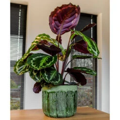 Moon Plant Pot - Jungle 22 Moon Plant Pot - Jungle -Indoor Plants Store MoonPlantPotJungle 1