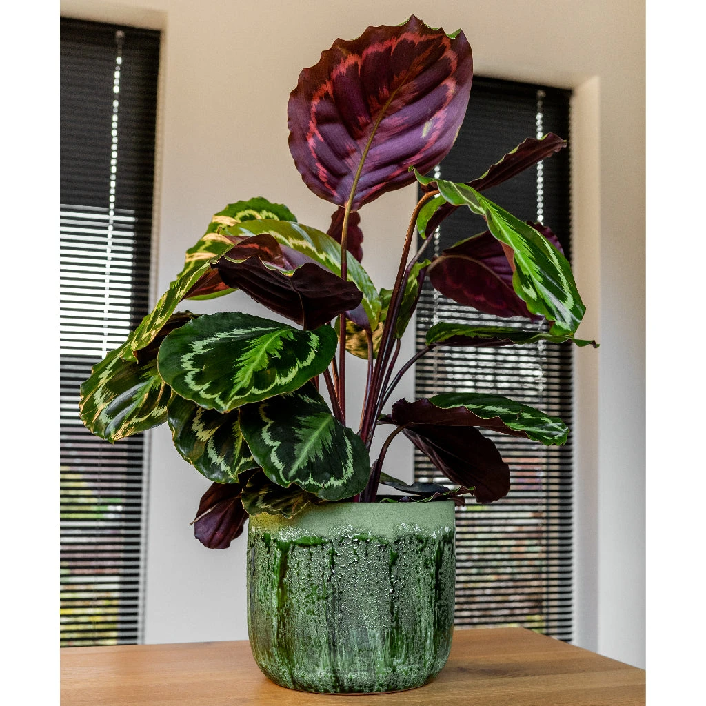 Moon Plant Pot - Jungle 9 Moon Plant Pot - Jungle - Image 7