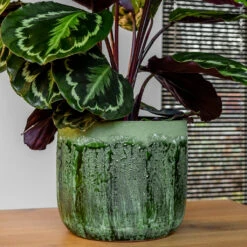 Moon Plant Pot - Jungle 25 Moon Plant Pot - Jungle -Indoor Plants Store MoonPlantPotJungle 2