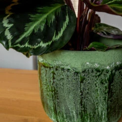 Moon Plant Pot - Jungle 20 Moon Plant Pot - Jungle -Indoor Plants Store MoonPlantPotJungle 3