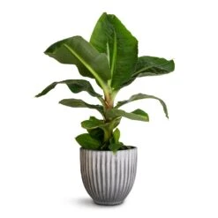 Lagos Plant Pot - Anthracite -Indoor Plants Store Musa Dwarf Cavendish Banana Plant 17x50cm Lagos Plant Pot Anthracite 20x20cm 611907d0 869b 4785 8a98 8db8231c95c8