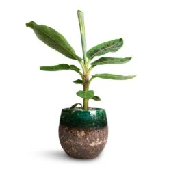 Musa Dwarf Cavendish - Banana Plant -Indoor Plants Store Musa Dwarf Cavendish Banana Plant 17x60cm Lindy Plant Pot Black Green 23x20cm