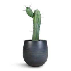 Myrtillocactus Geometrizans - Blue Myrtle Cactus 15 Myrtillocactus Geometrizans - Blue Myrtle Cactus -Indoor Plants Store Myrtillocactus Geometrizans Blue Myrtle Cactus Esra Plant Pot Graphite 22x20cm