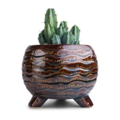 Dewi Plant Pot - Marrakesh -Indoor Plants Store Myrtillocactus geometrizans Blue Myrtle Cactus 12x20cm Dewi Plant Pot Marrakesh 21x16cm f8212ba7 6c51 45ed b0d0 63c9b238e20f